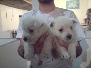 WEST TERRIER LINDOS FILHOTES
