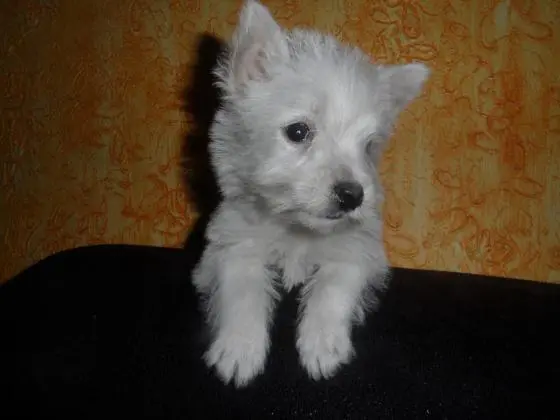 WEST TERRIER LINDOS FILHOTES