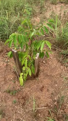 Chácara próximo ao Rio Areias