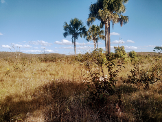 Terreno a venda de 10, 5 ha a 10km do centro de Alto Paraiso de Goias