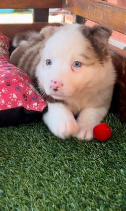 BORDER COLLIE LINDOS FILHOTES