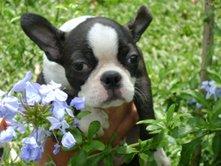BOSTON TERRIER LINDOS FILHOTES