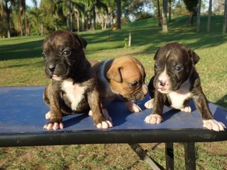 BOXER	LINDOS FILHOTES