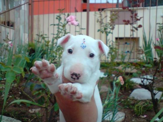BULL TERRIER  LINDOS FILHOTES