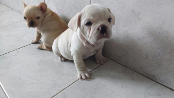 BULLDOG FRANCÊS LINDOS FILHOTES