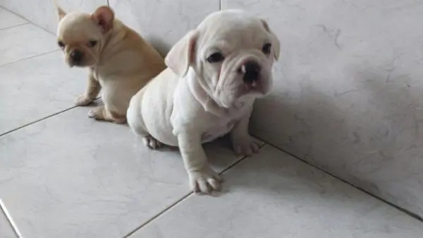 BULLDOG FRANCÊS LINDOS FILHOTES