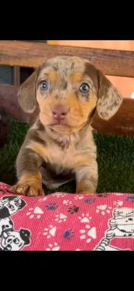 DACHSHUND ANÃOCURTO CHOCOLATE LINDOS FILHOTES R$