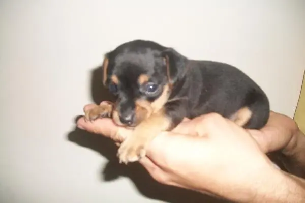 Pinscher lindos filhotes