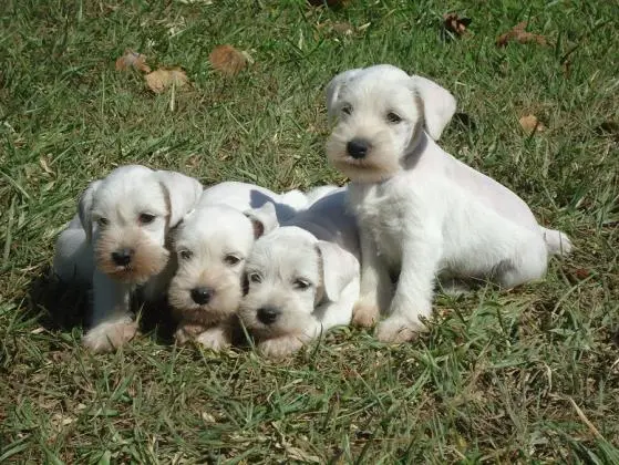 SCHNAUZER MINIATURA BRANCOLINDOS FILHOTES