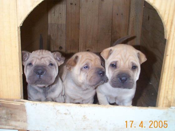 SHARPEI LINDOS FILHOTES