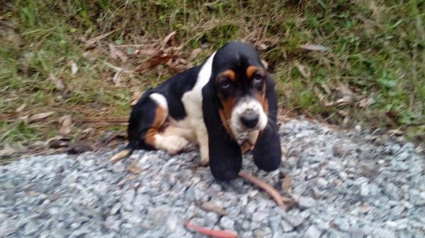 BASSET HOUND	LINDOS FILHOTES