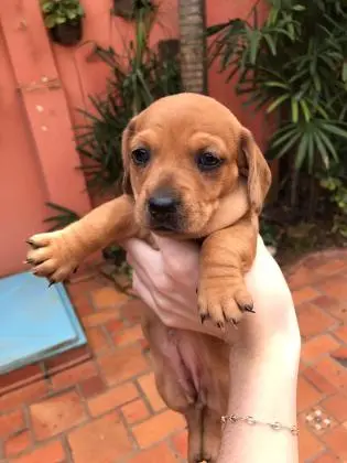 DACHSHUND ANÃOCURTO CHOCOLATE	LINDOS FILHOTES