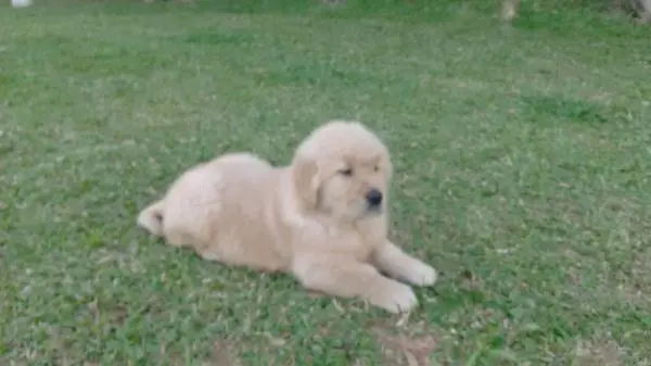 GOLDEN RETRIEVER LINDOS FILHOTES