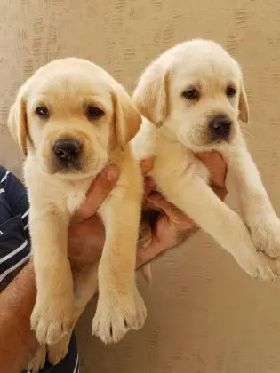 LABRADOR AMARELO/CHOCOLATE/PRETO LINDOS FILHOTES
