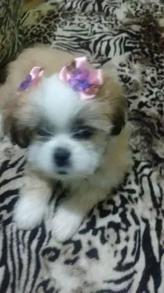 LHASA APSO LINDOS FILHOTES