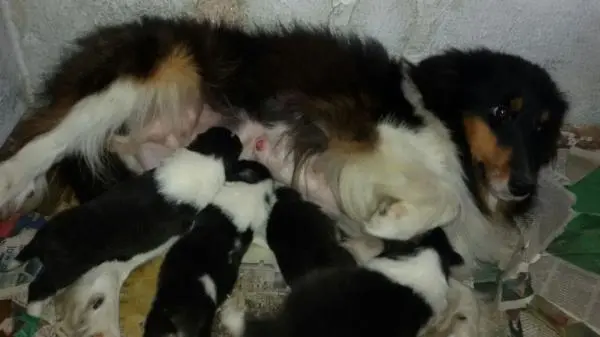 PASTOR SHETLAND LINDOS FILHOTES