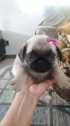 PUG LINDOS FILHOTES
