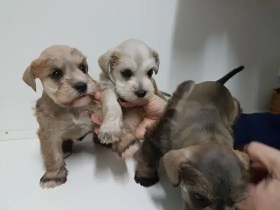 SCHNAUZER MINIATURA BRANCOLINDOS FILHOTES