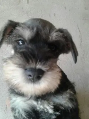 SCHNAUZER MINIATURA SAL E PIMENTA LINDOS FILHOTES