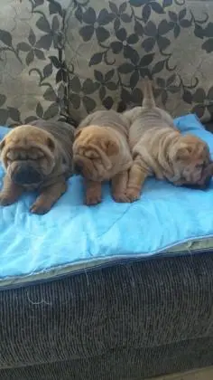 SHARPEI LINDOS FILHOTES