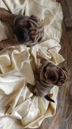 SHARPEI LINDOS FILHOTES
