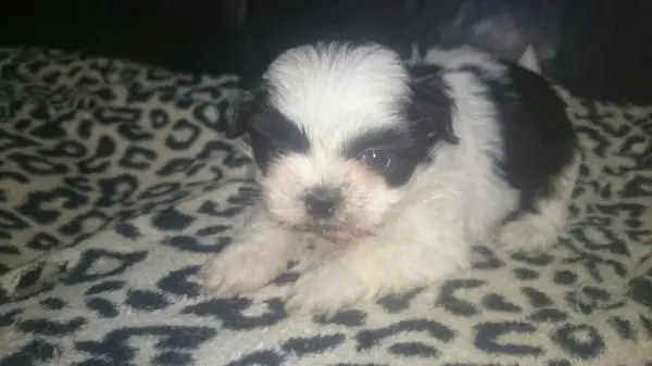 SHIHTZU LINDOS FILHOTES
