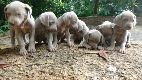 WEIMARANER LINDOS FILHOTES