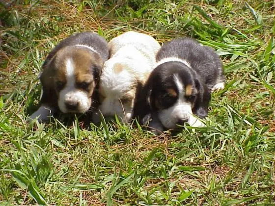 BASSET HOUND LINDOS FILHOTES
