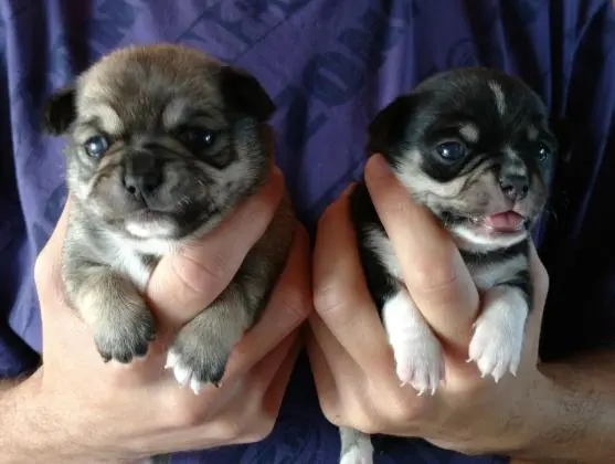 CHIHUAHUA LINDOS FILHOTES