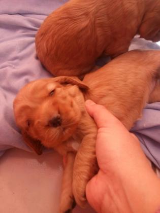 COCKER SPANIEL INGLÊSLINDOS FILHOTES