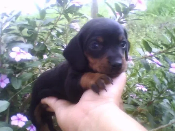 DACHSHUND ANÃO CURTO PELO CURTO PRETO E CANELA LINDOS FILHOTES