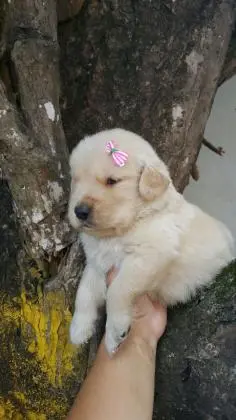 GOLDEN RETRIEVERLINDOS FILHOTES