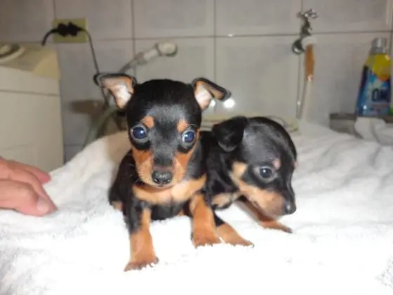 Pinscher lindos filhotes