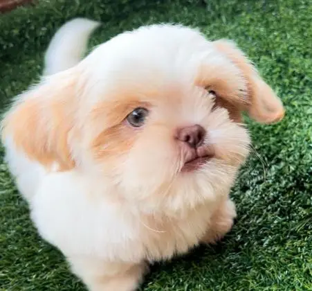 SHIHTZU LINDOS FILHOTES