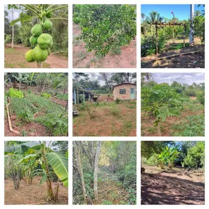 Chácara 15.000 m² com pomar produzindo, casa nova a 25 min de Montes Claros MG