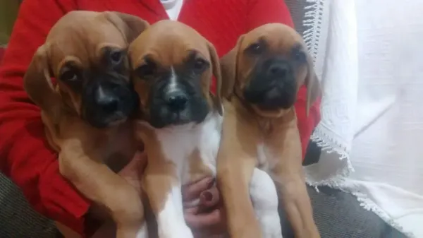 BOXER LINDOS FILHOTES