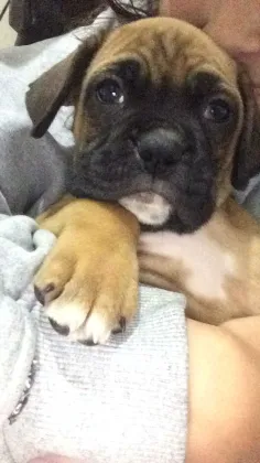 BOXER LINDOS FILHOTES