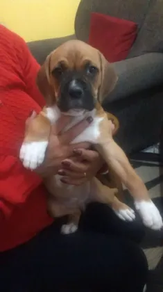 BOXER LINDOS FILHOTES