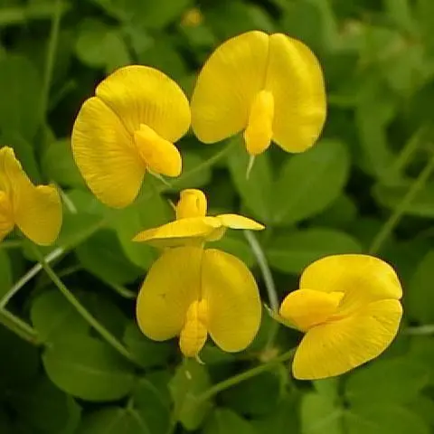 SEMENTES À VENDA - MENDOIM FORRAGEIRO PARA JARDINAGEM E PASTAGEM