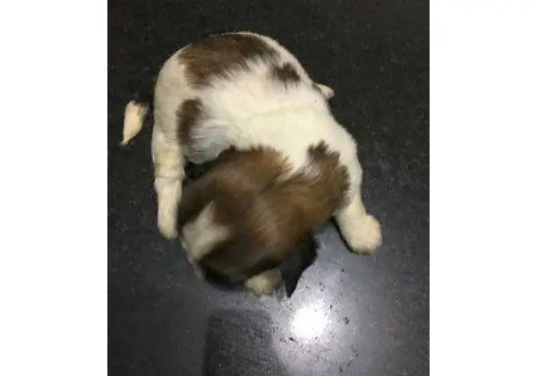 Shih Tzu Filhotes