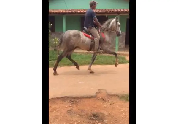 Cavalo Mangalarga Marchador