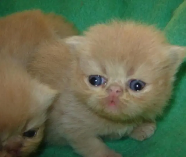 filhotes de gatos persa a venda