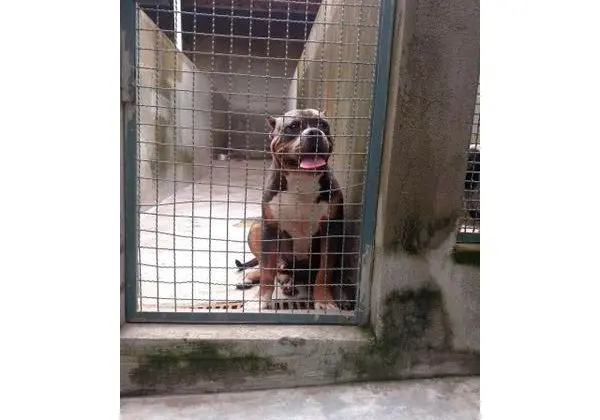 Filhotes American Bully Blue com pedigree