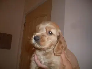 COCKER SPANIEL INGLES FILHOTE