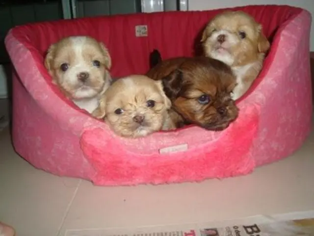 Venda de Filhotes Lhasa Apso Fortaleza