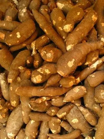 Mandioca amarela