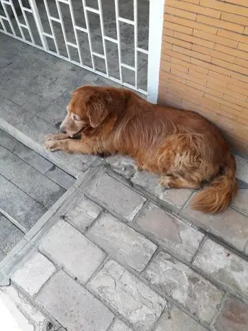 Hotelzinho para cachorro