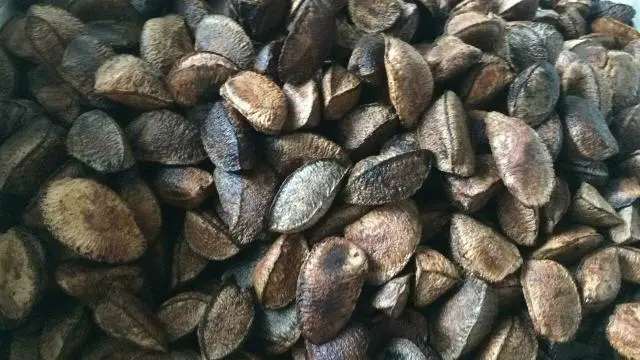 Castanha muito boa e nova