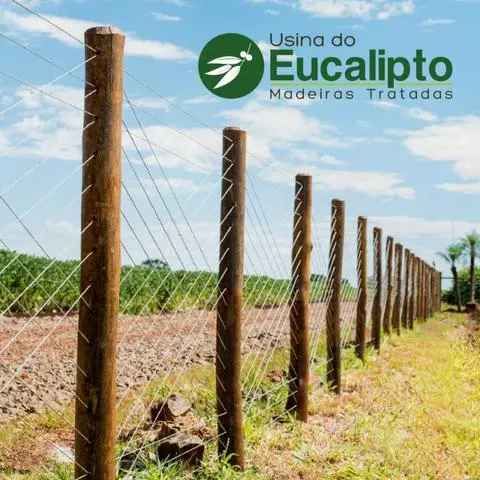 Eucalipto para Cerca - Eucalipto Tratado Citriodora