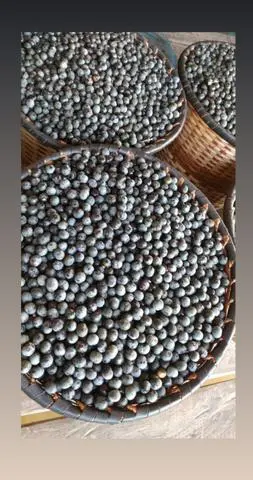 Fornecedor de açaí em caroço